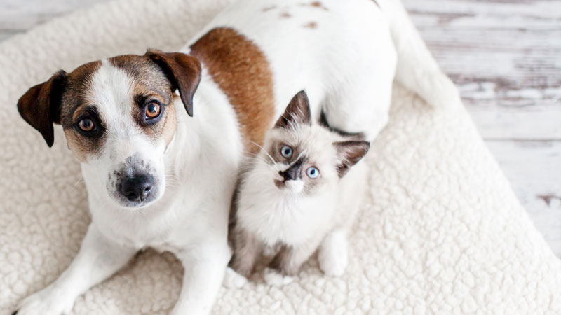 Cão e gato juntos em cima de uma manta branca na sala.